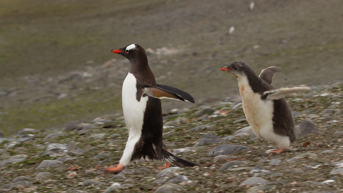 Gentoo Penguin - ML613739377