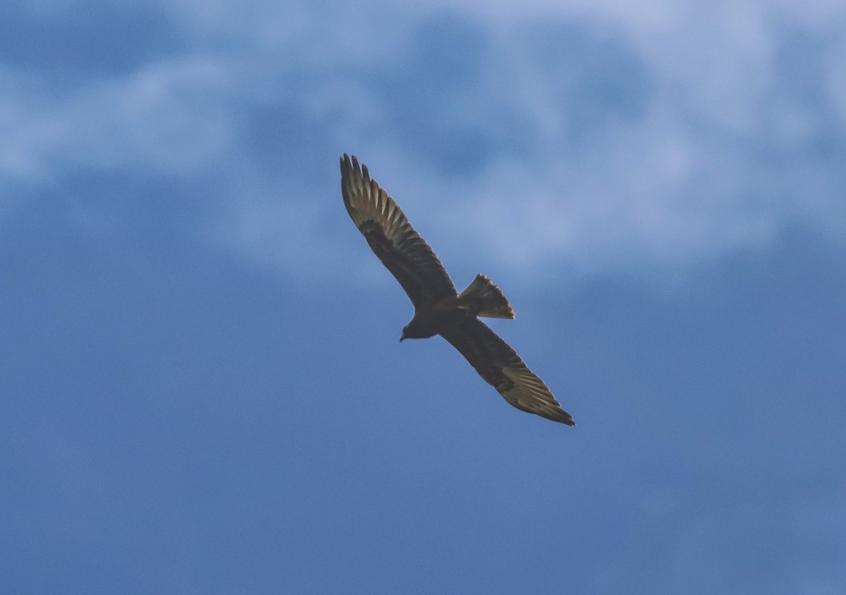 Swamp Harrier - ML613739402