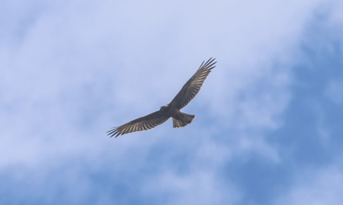 Swamp Harrier - ML613739405