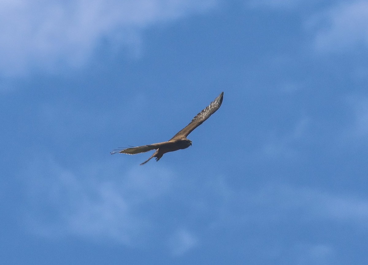 Swamp Harrier - ML613739406