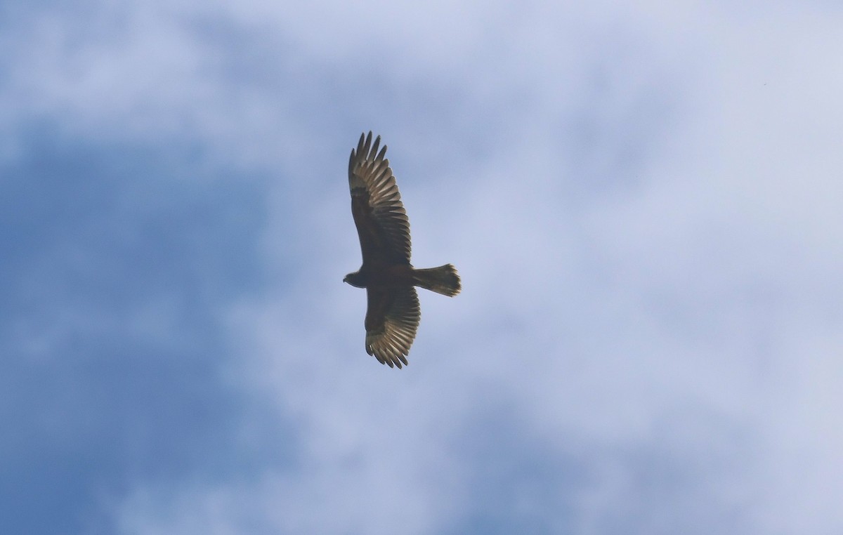 Swamp Harrier - ML613739407