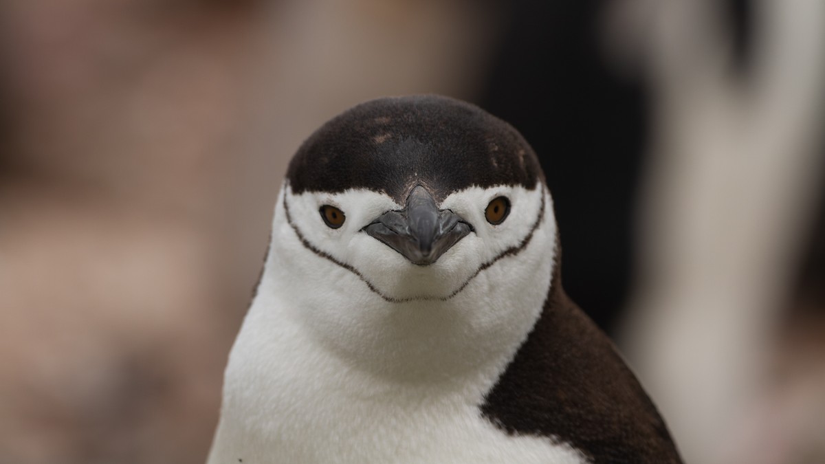 Chinstrap Penguin - ML613739417