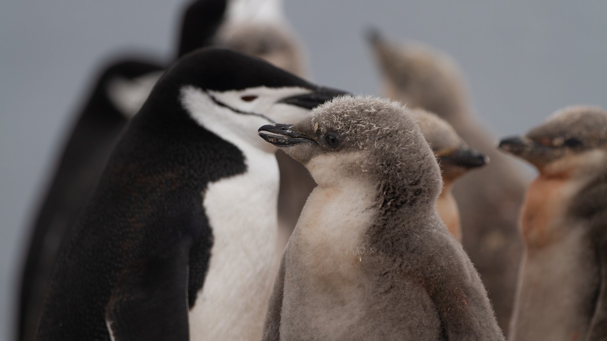 Пінгвін антарктичний - ML613739419