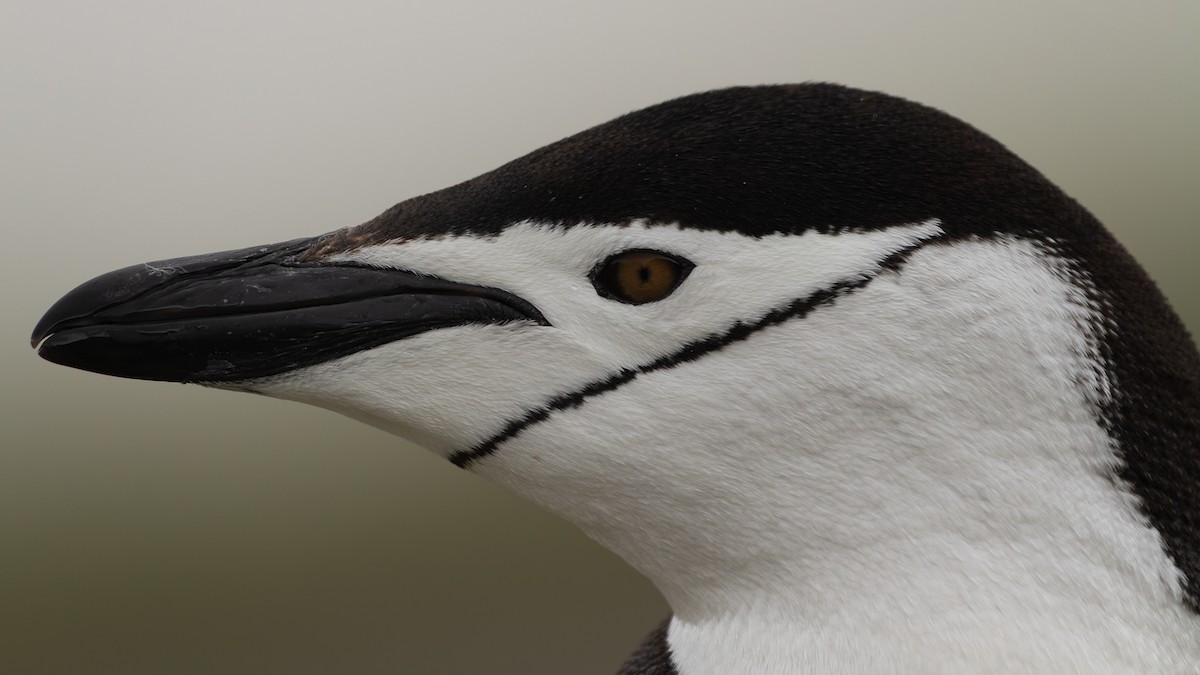Chinstrap Penguin - David Newell