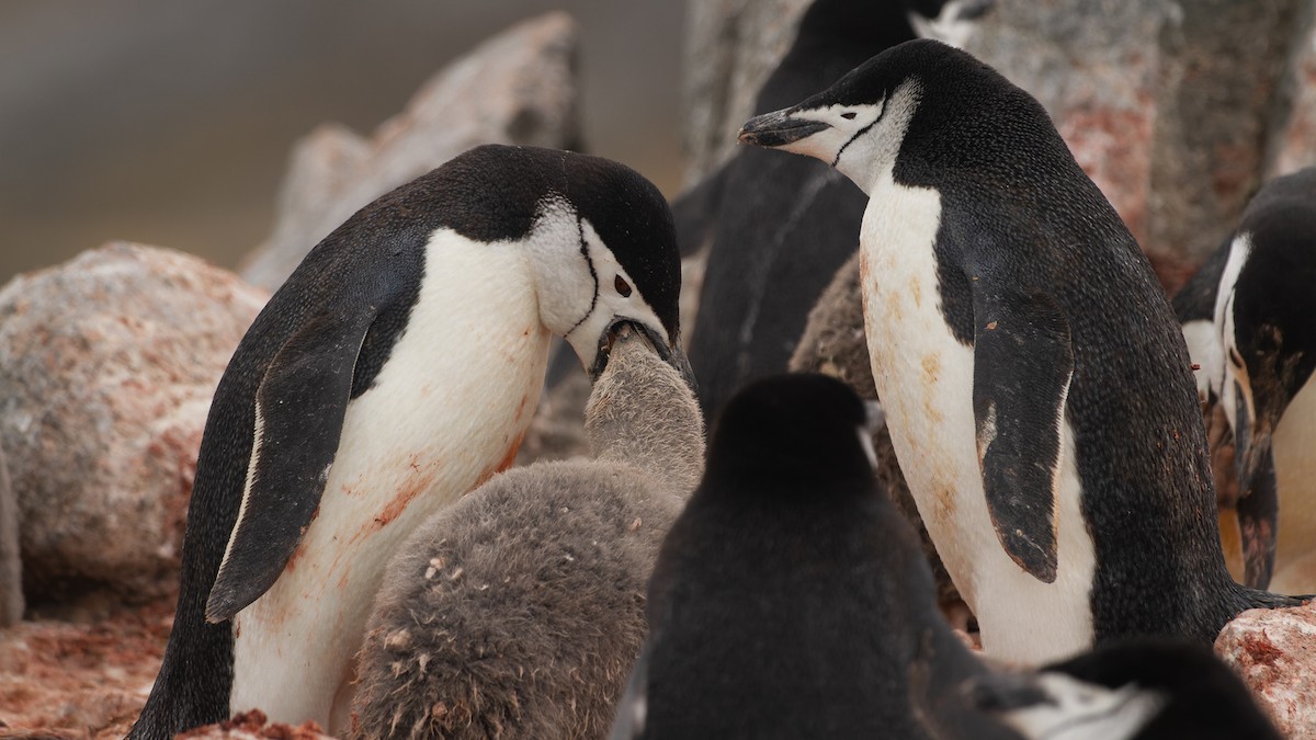 Chinstrap Penguin - David Newell