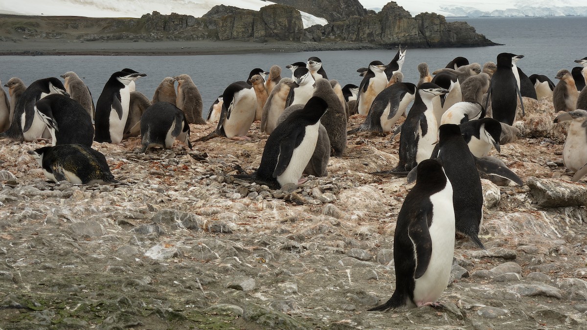 Chinstrap Penguin - David Newell