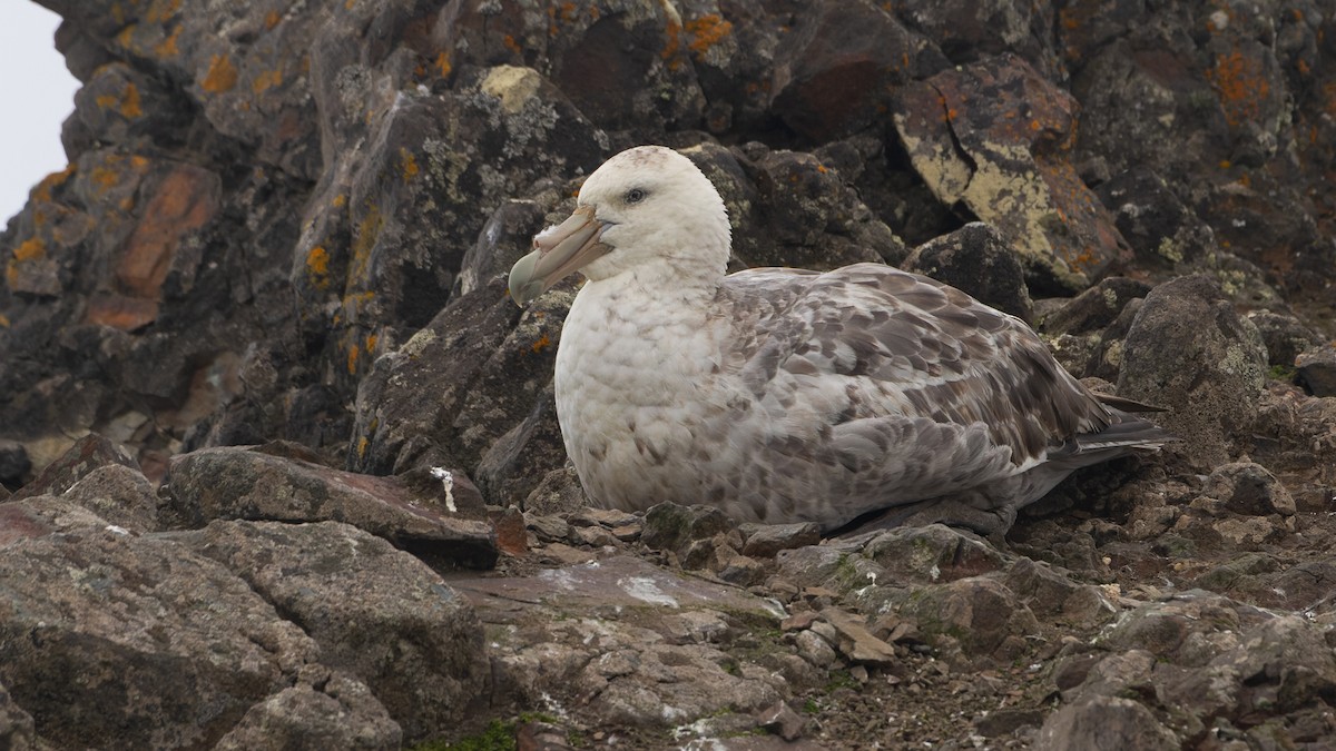 Southern Giant-Petrel - ML613739444