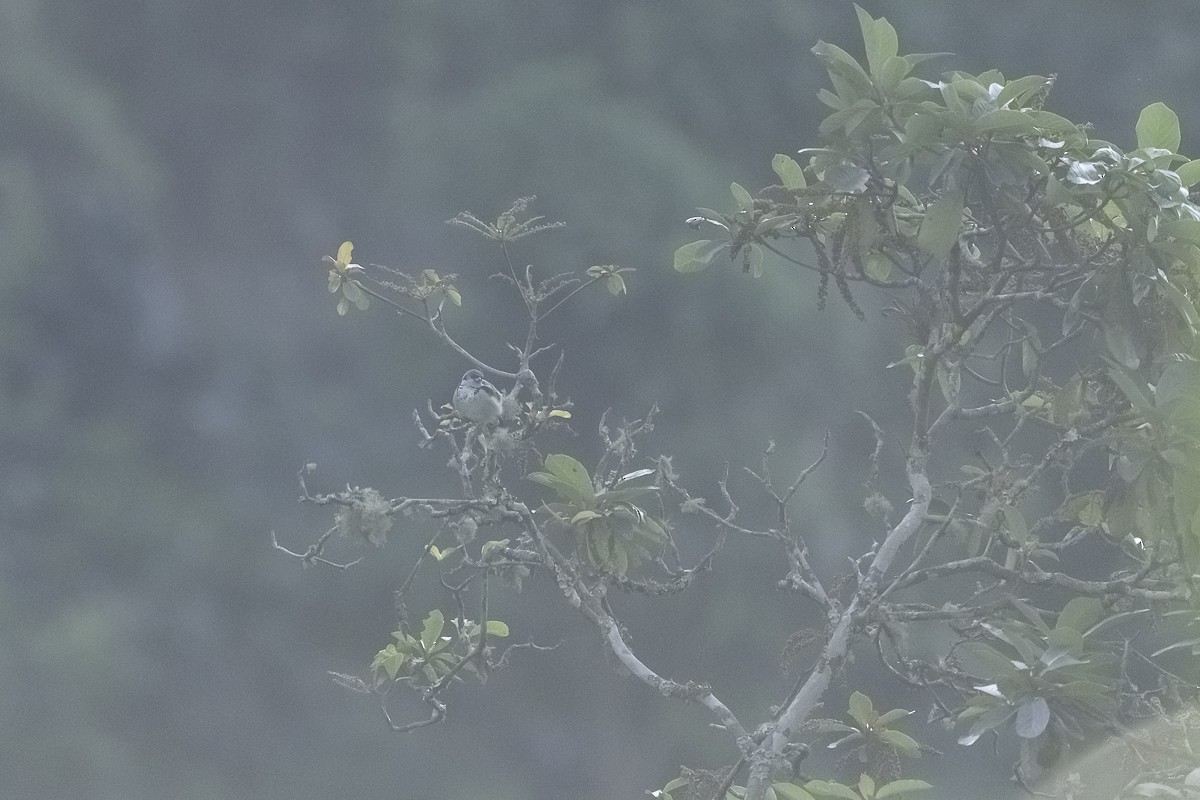 Azure-rumped Tanager - Luis Guillermo