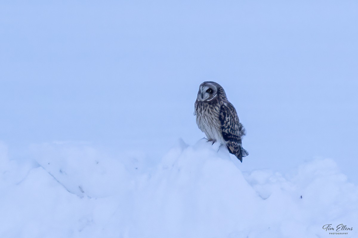 Short-eared Owl - ML613739538