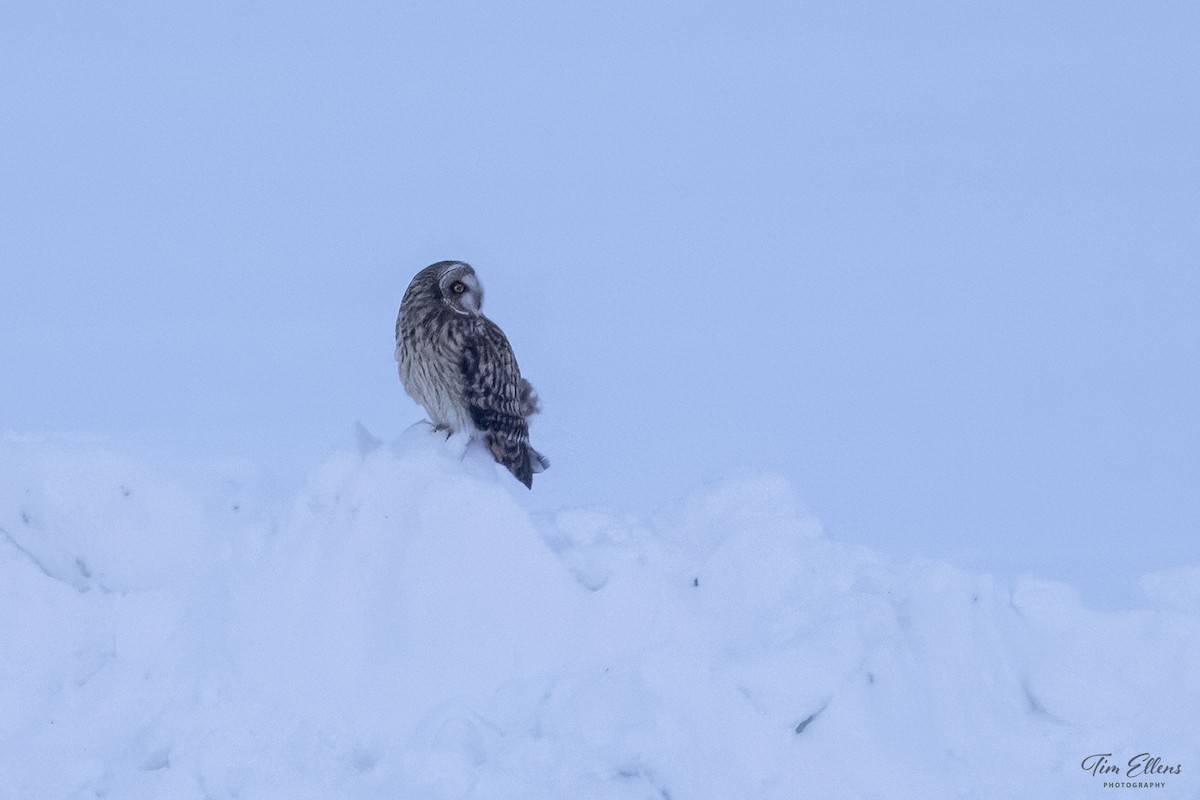 Short-eared Owl - ML613739539