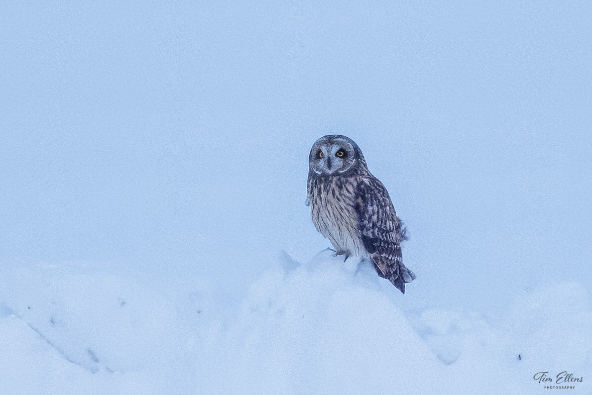 Short-eared Owl - ML613739541