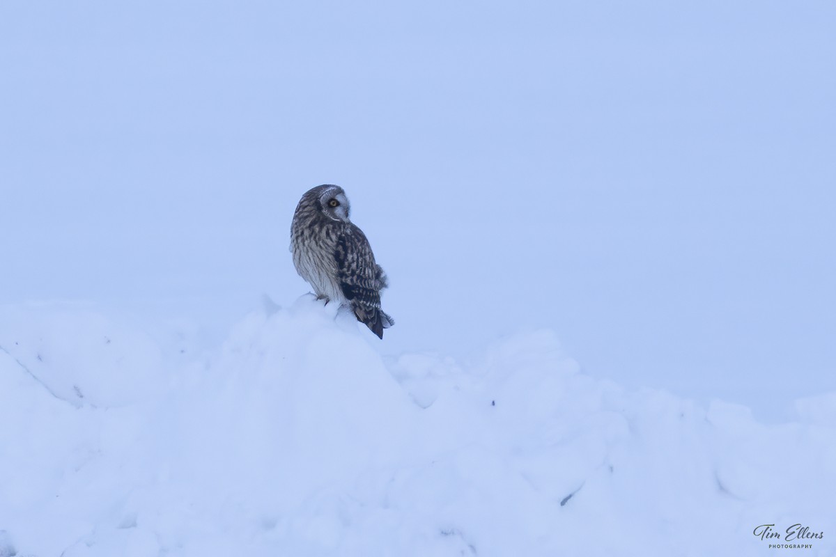 Short-eared Owl - ML613739542