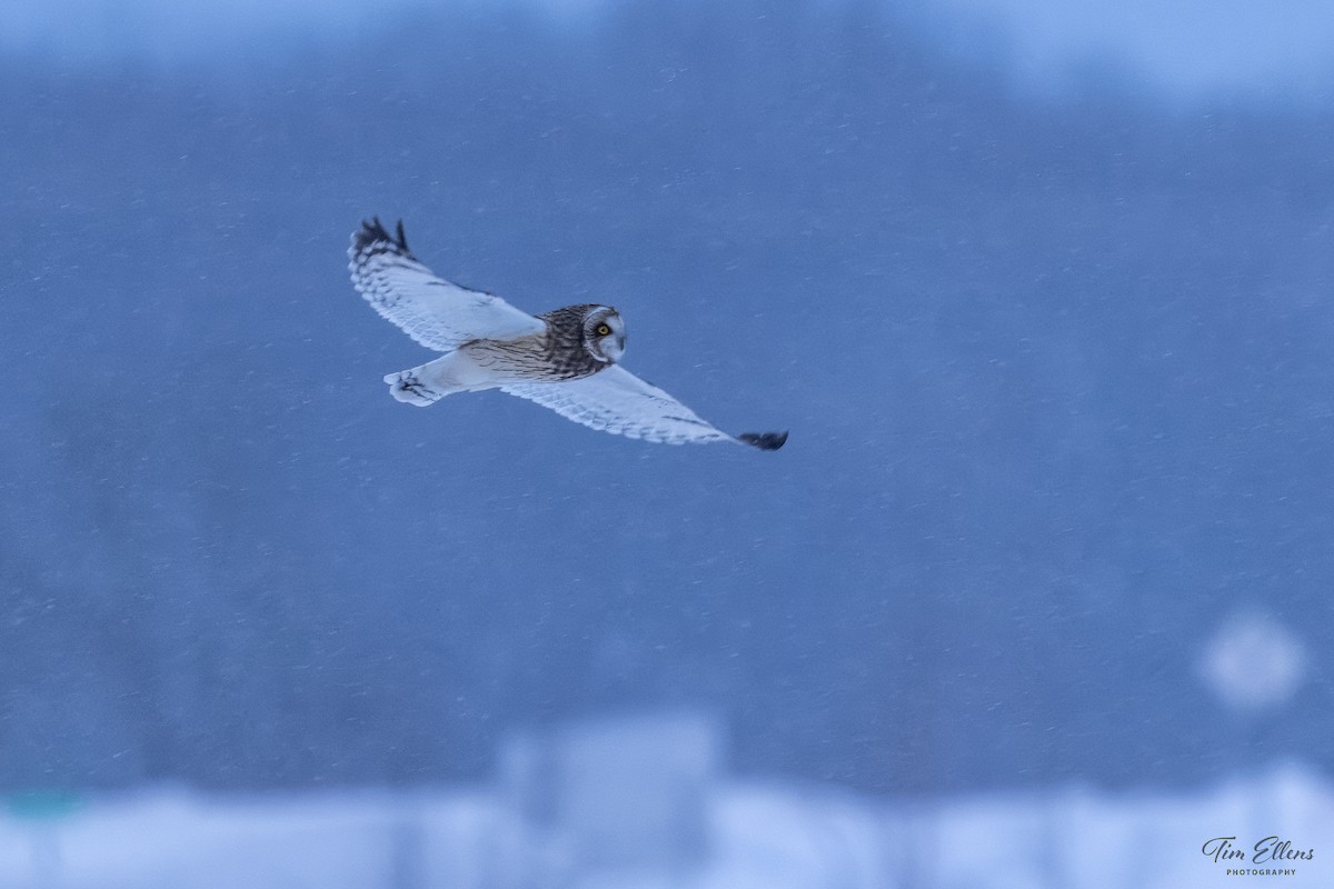 Short-eared Owl - ML613739543