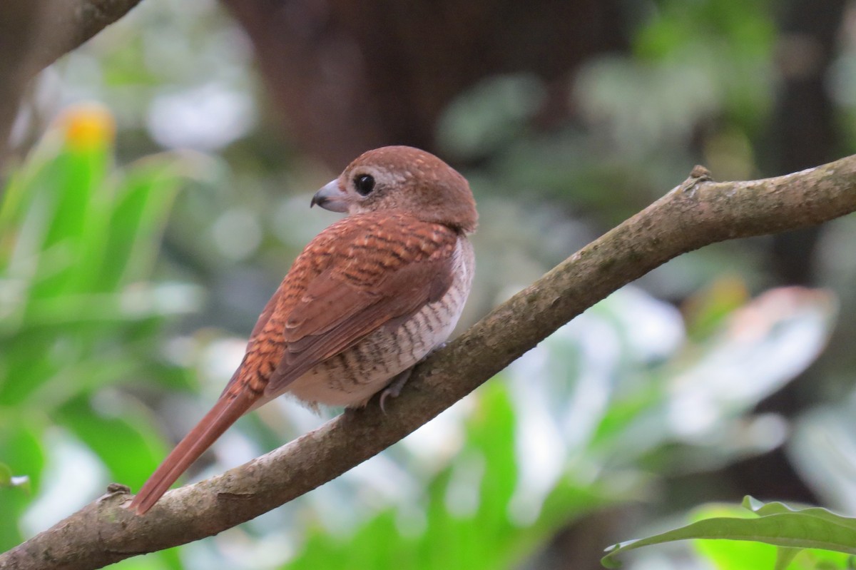 Tiger Shrike - Doryce Wheeler