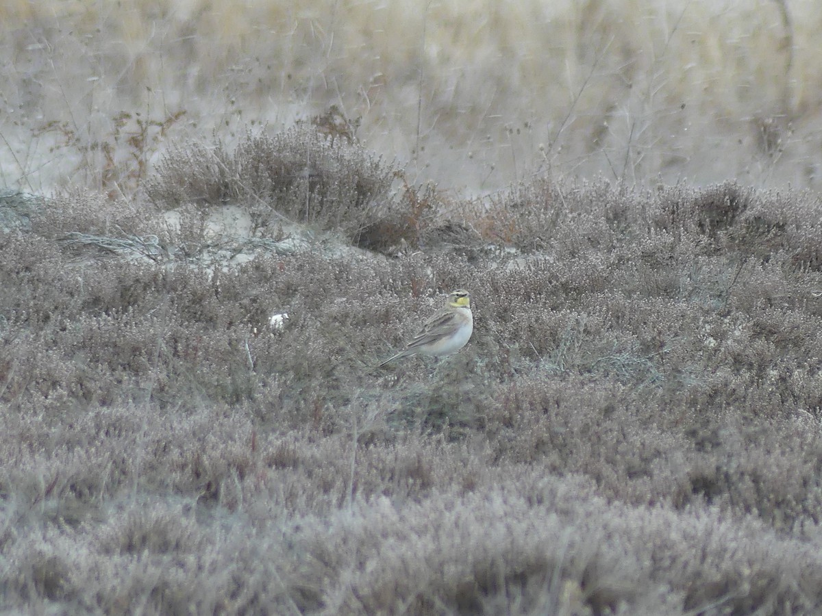 Horned Lark - ML613739628