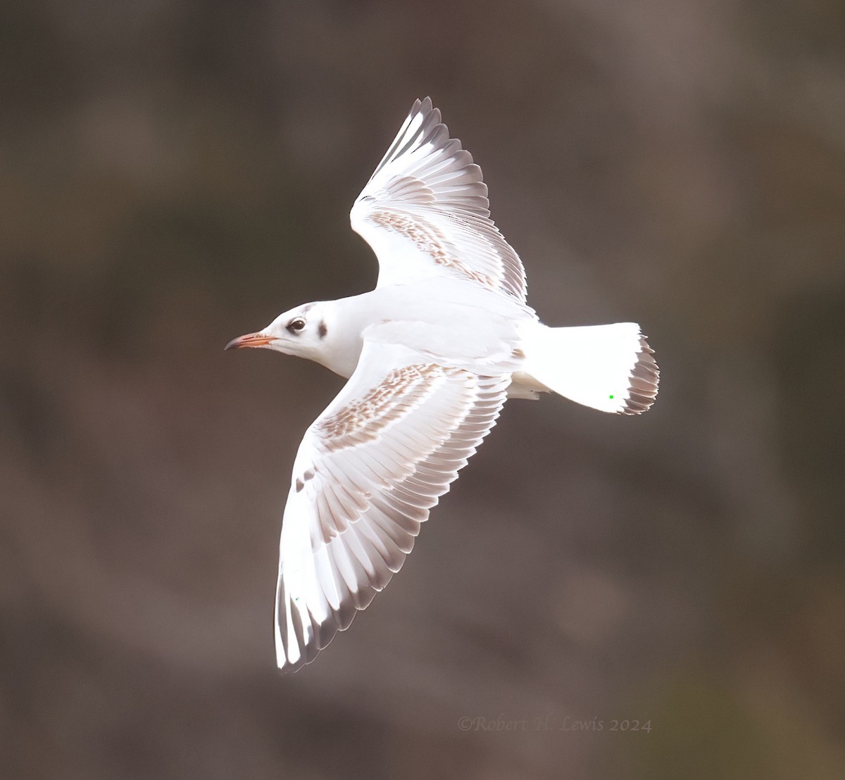 Mouette rieuse - ML613739786