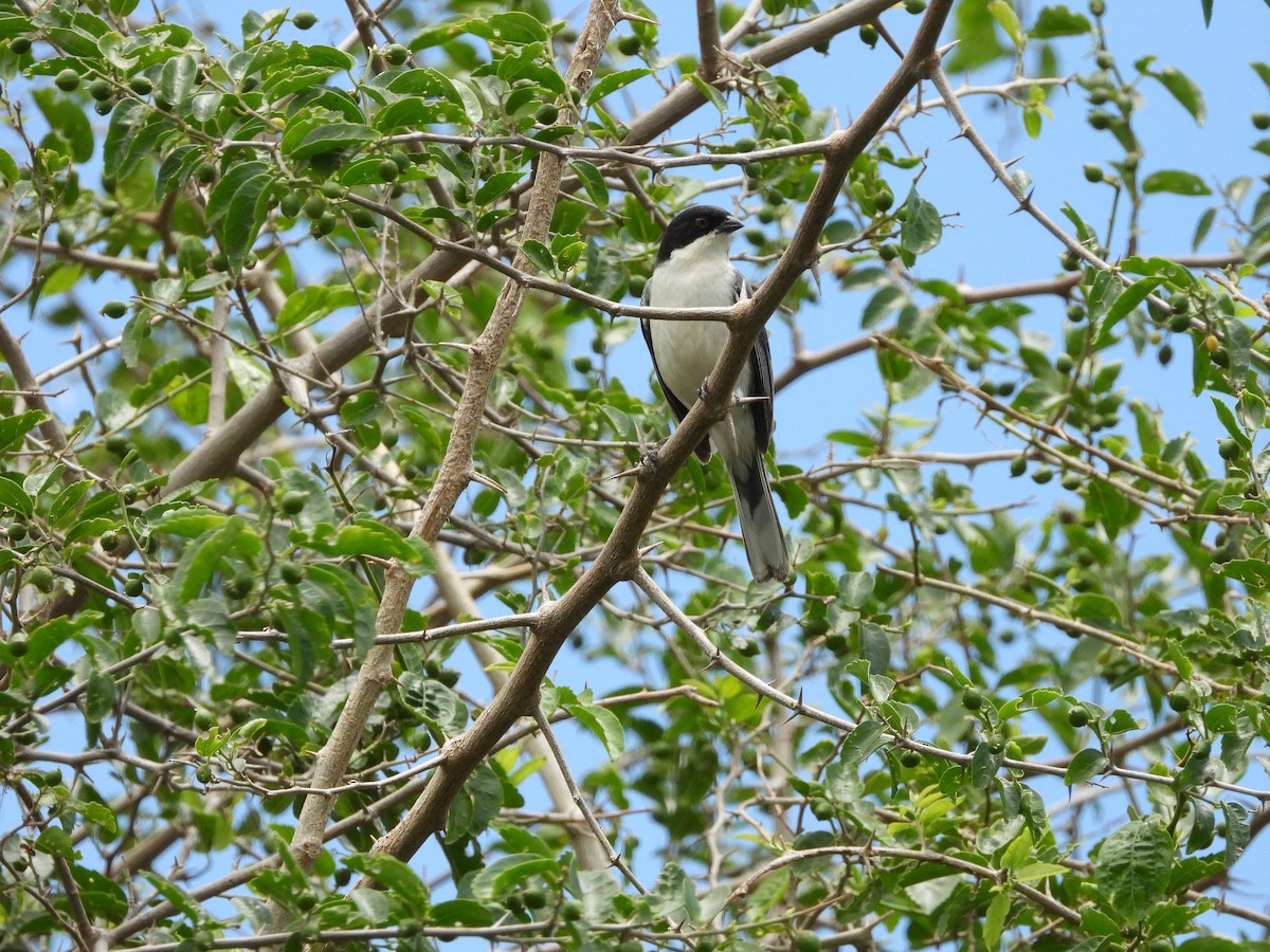 Black-capped Warbling Finch - ML613739798