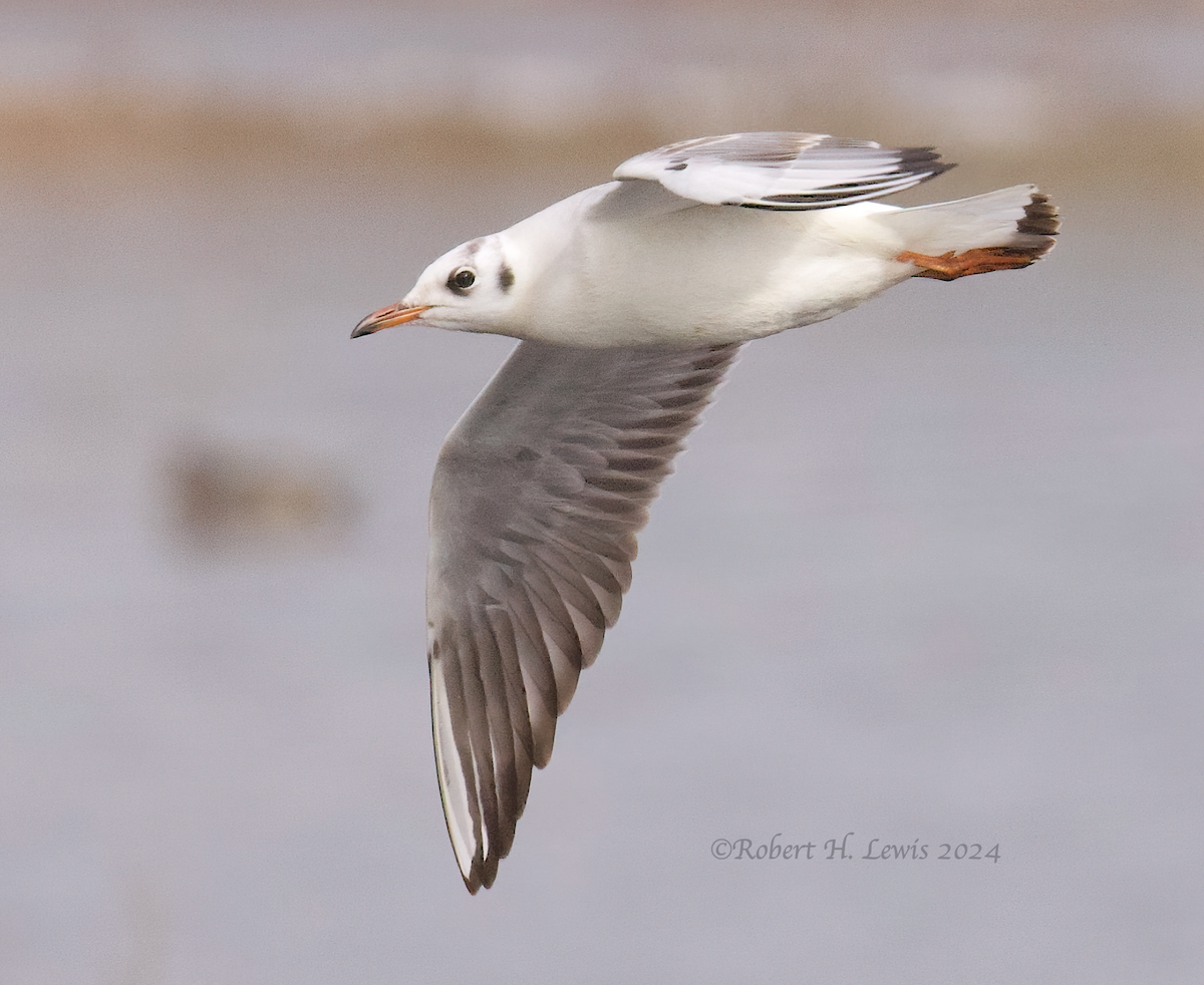 Mouette rieuse - ML613739799