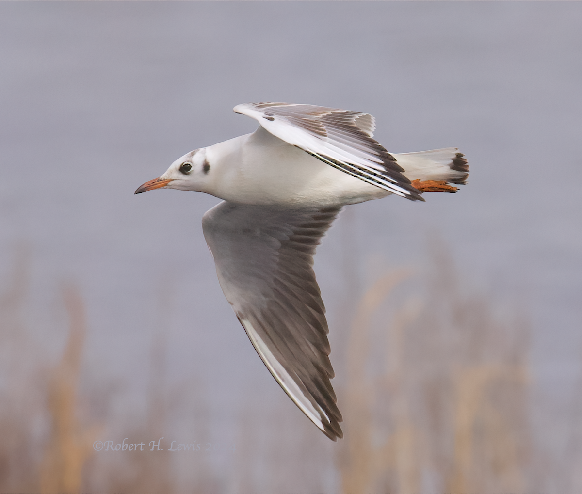 Mouette rieuse - ML613739808