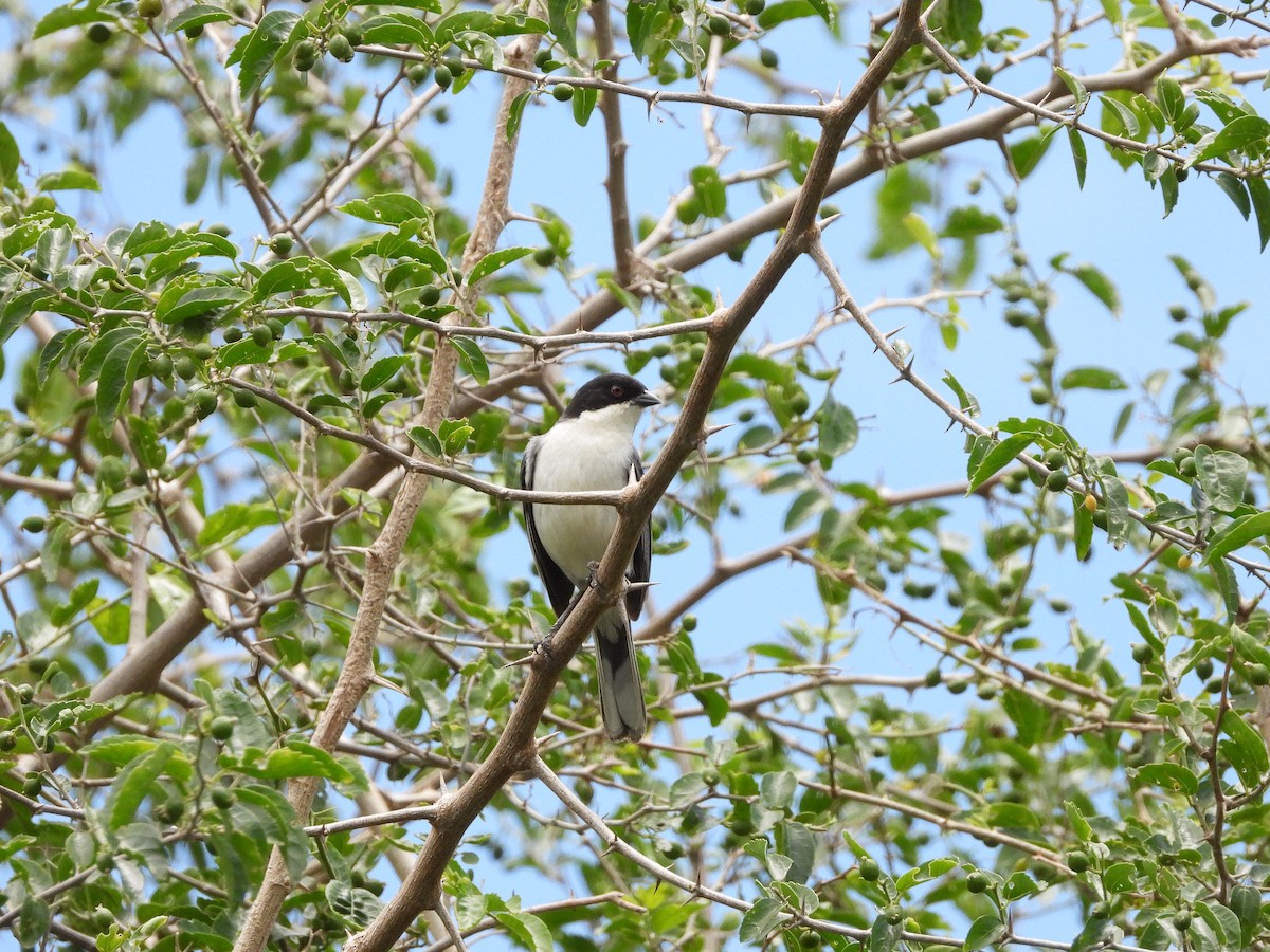 Black-capped Warbling Finch - ML613739822