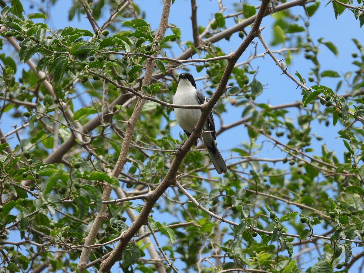 Black-capped Warbling Finch - ML613739823