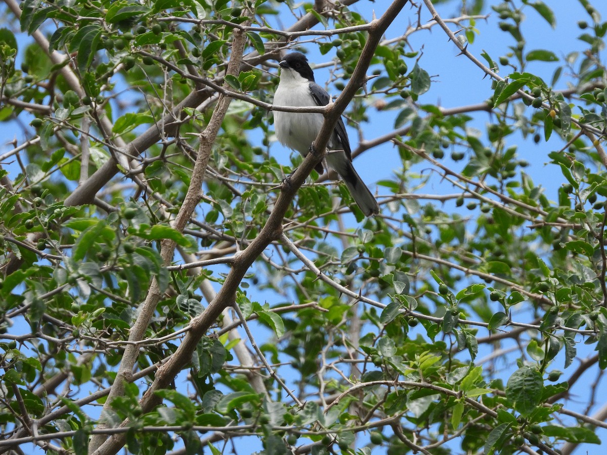 Black-capped Warbling Finch - ML613739824