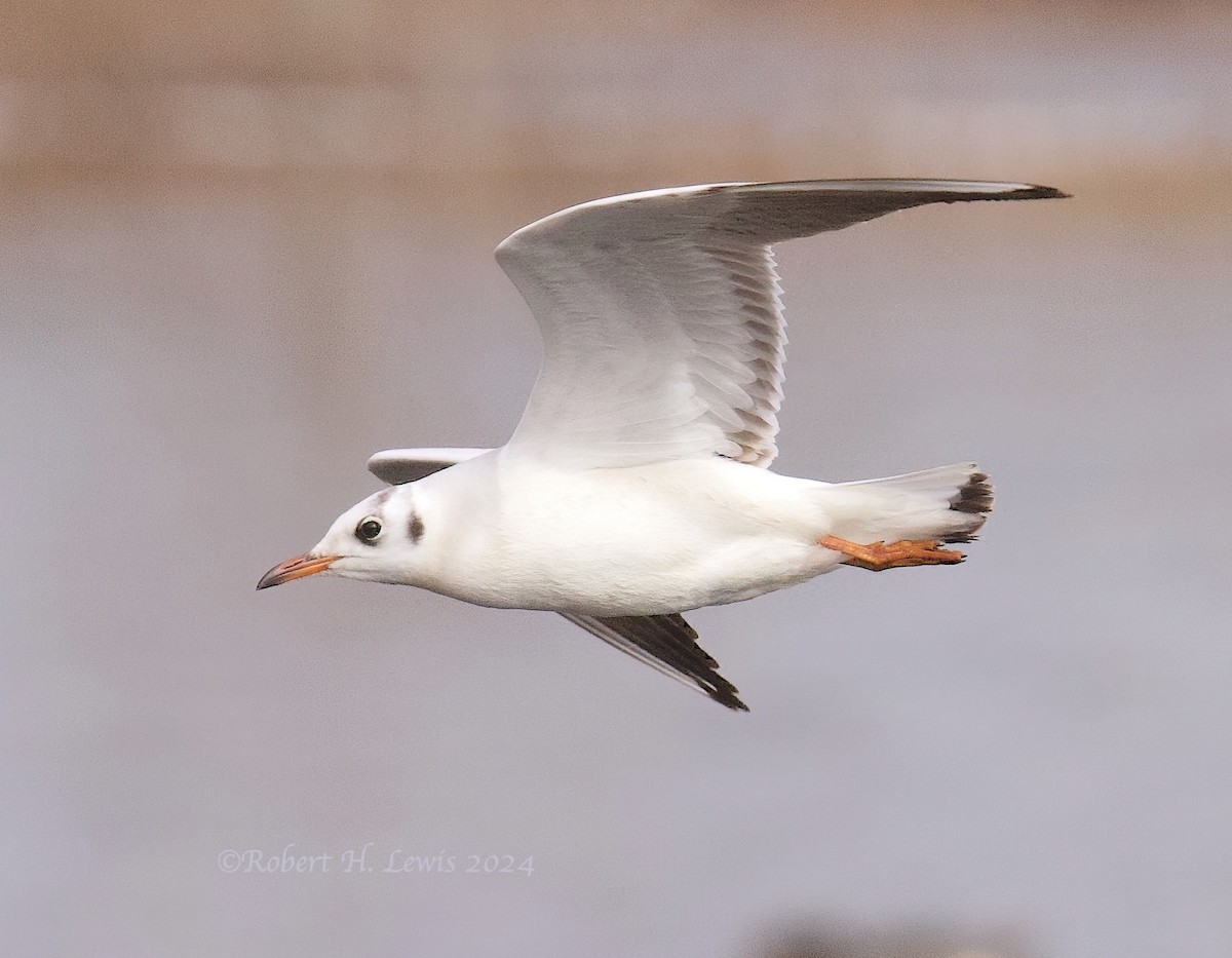 Mouette rieuse - ML613739825