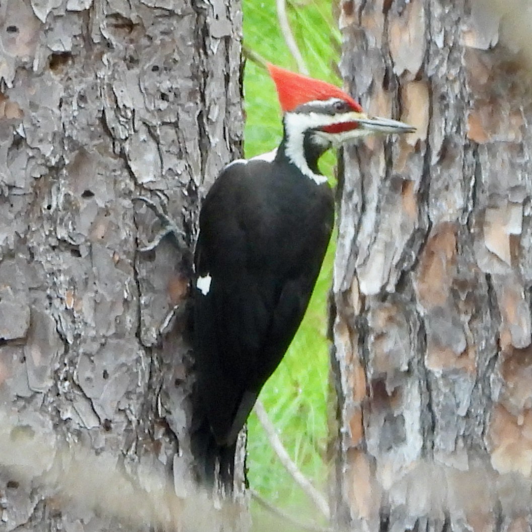 Pileated Woodpecker - Steve Dietz