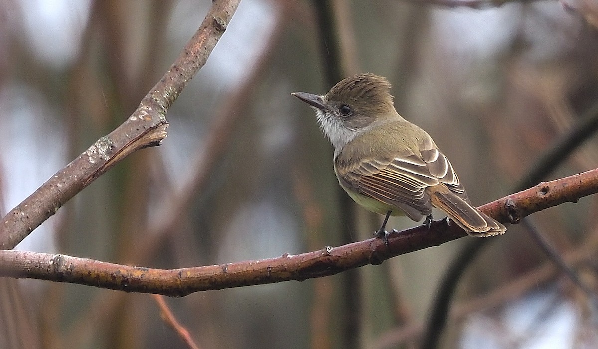 Dusky-capped Flycatcher - ML613739938