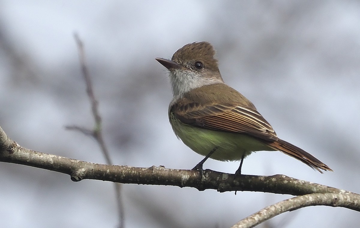 Dusky-capped Flycatcher - ML613739939