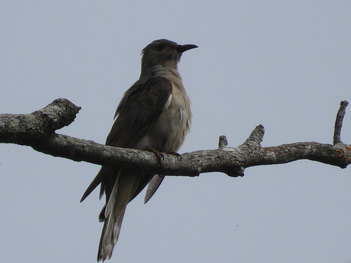 Brush Cuckoo - ML613739943