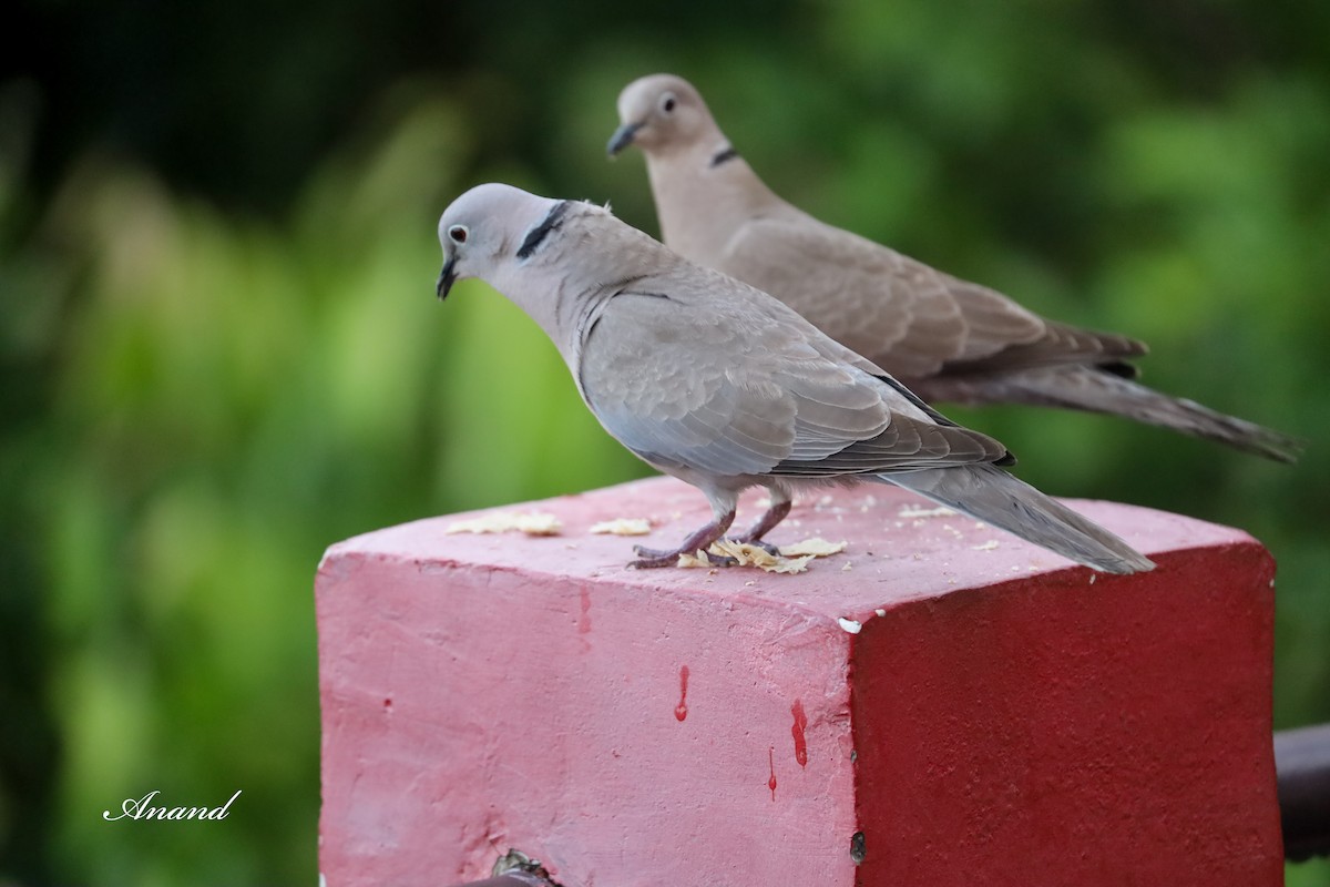 Eurasian Collared-Dove - Anand Singh