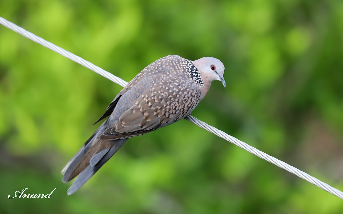 Spotted Dove - ML613739989