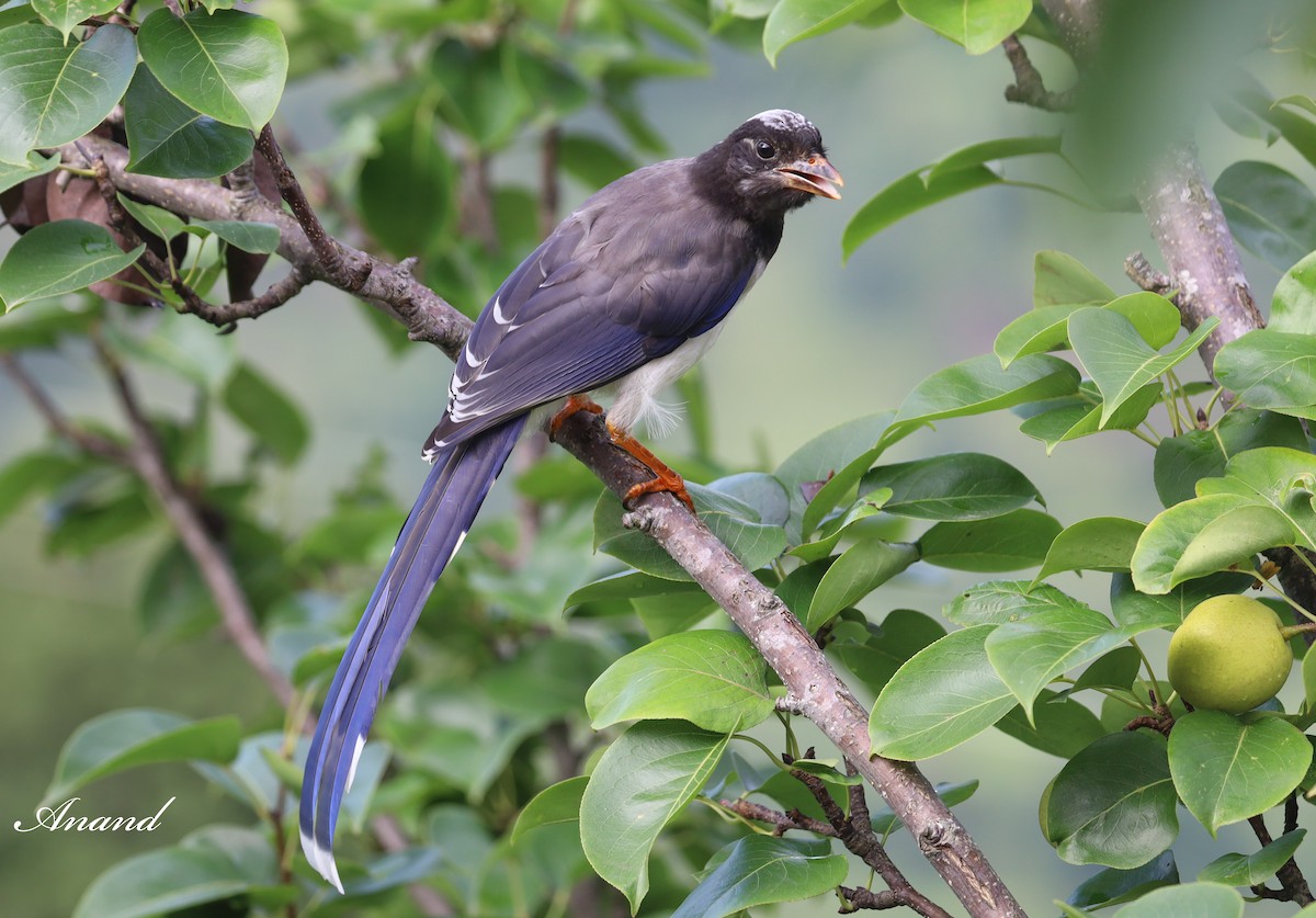 Yellow-billed Blue-Magpie - ML613740009