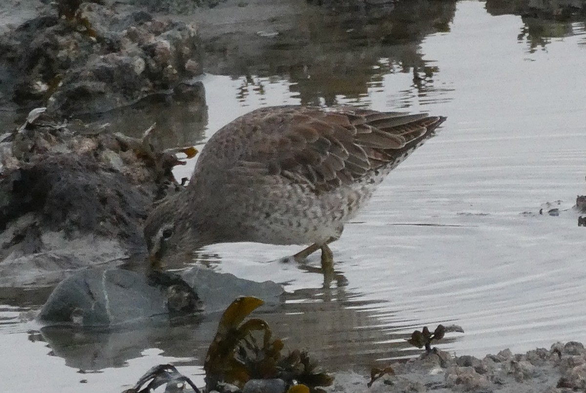 Short-billed Dowitcher - ML613740024