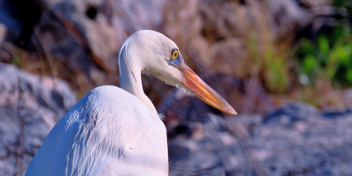 Great Blue Heron (Great White) - ML613740040