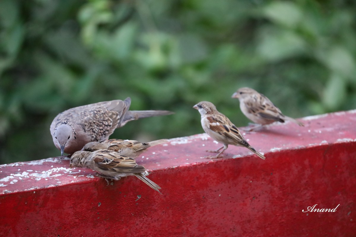 House Sparrow - ML613740050