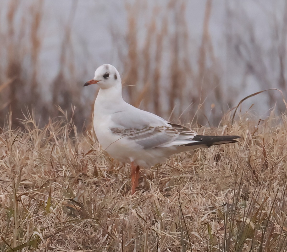 Mouette rieuse - ML613740060