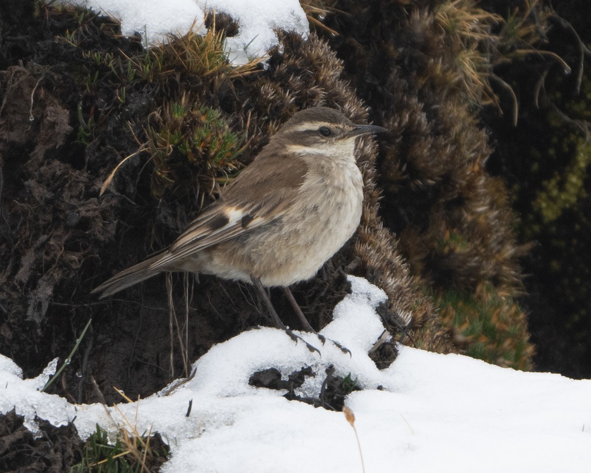 Cream-winged Cinclodes - ML613740063