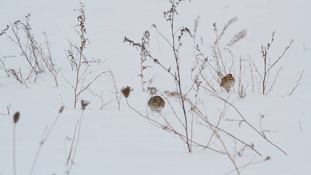 Horned Lark - ML613740079