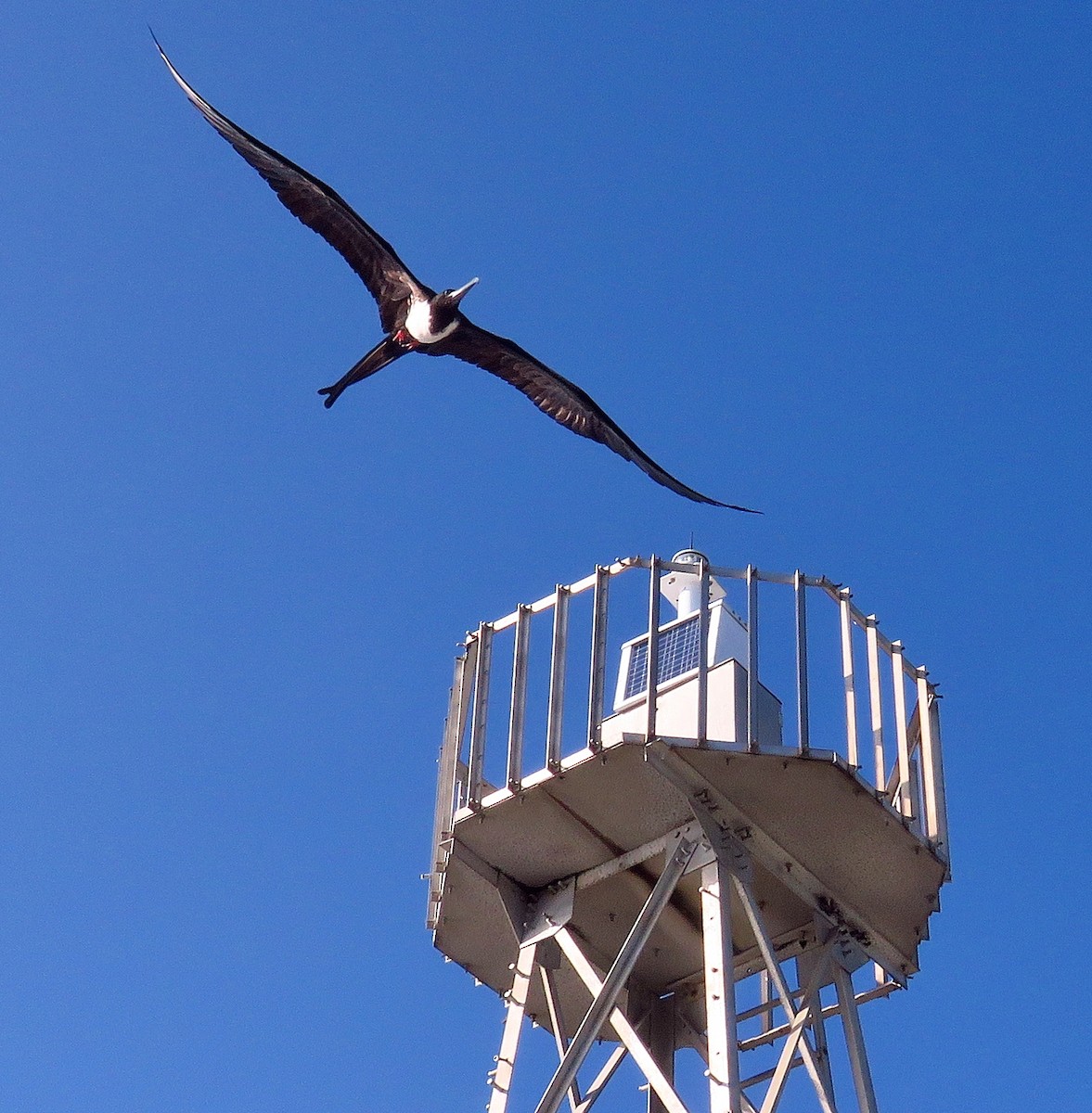 Magnificent Frigatebird - ML613740083