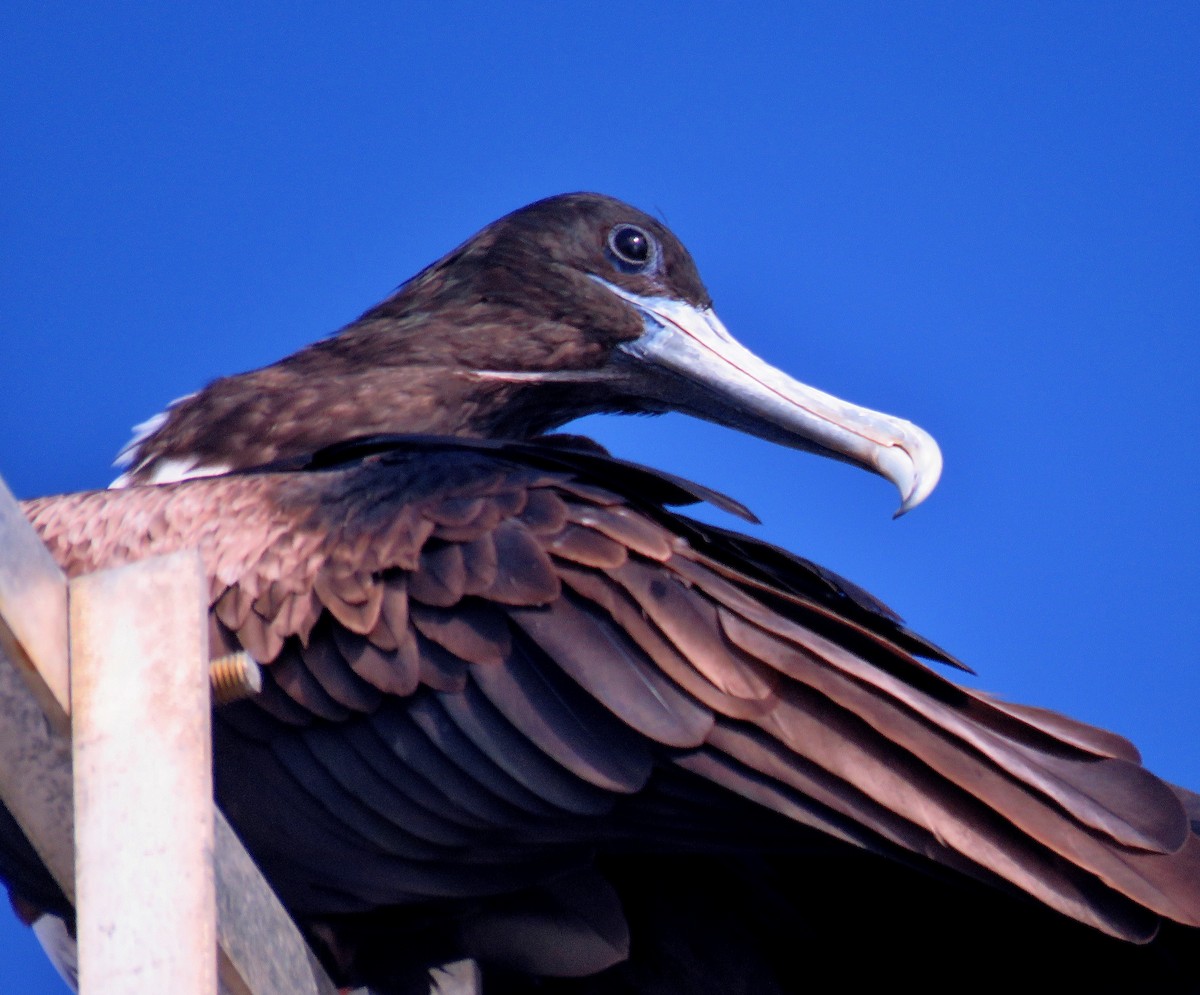 Magnificent Frigatebird - ML613740084