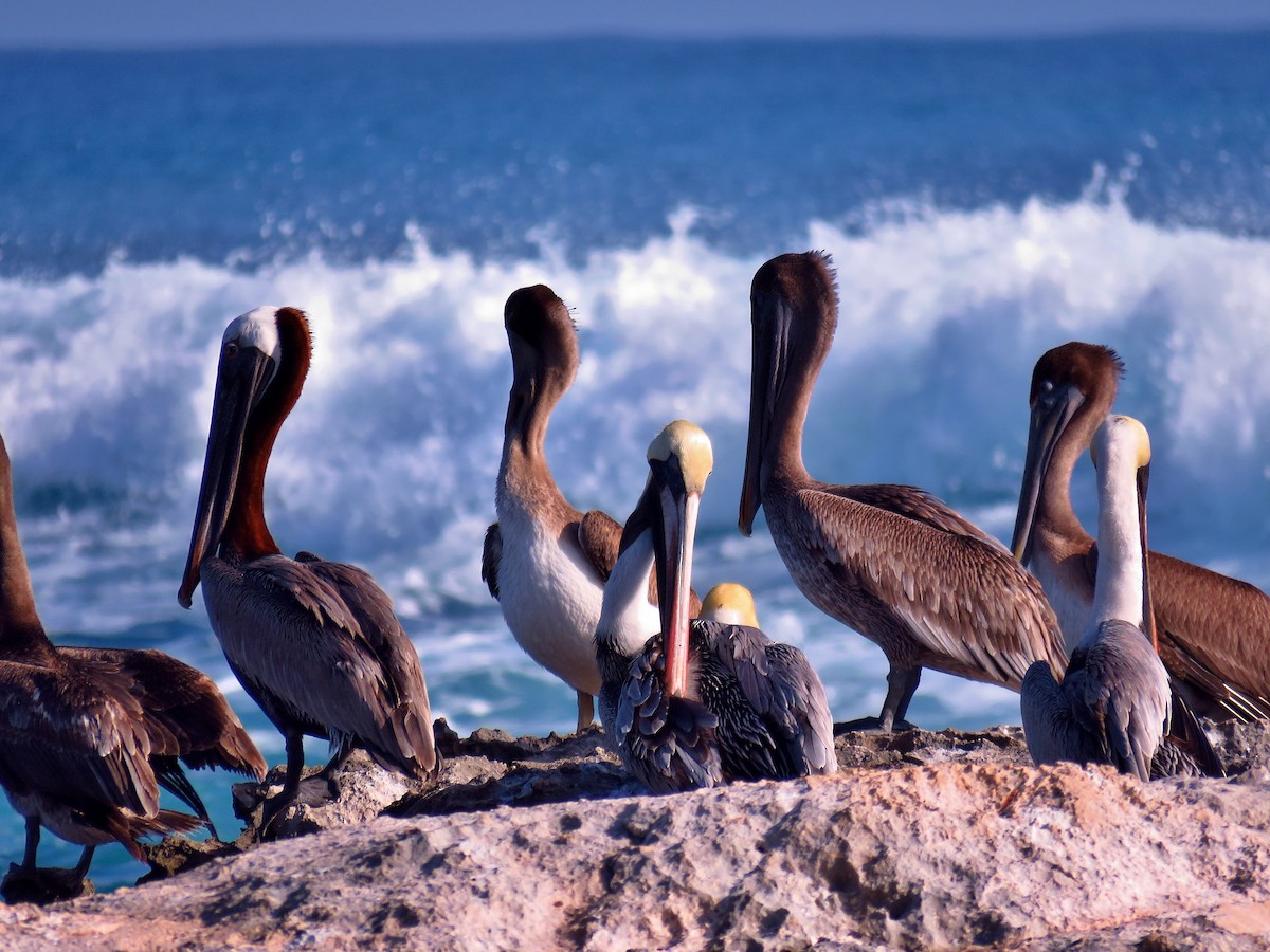 Brown Pelican - ML613740088