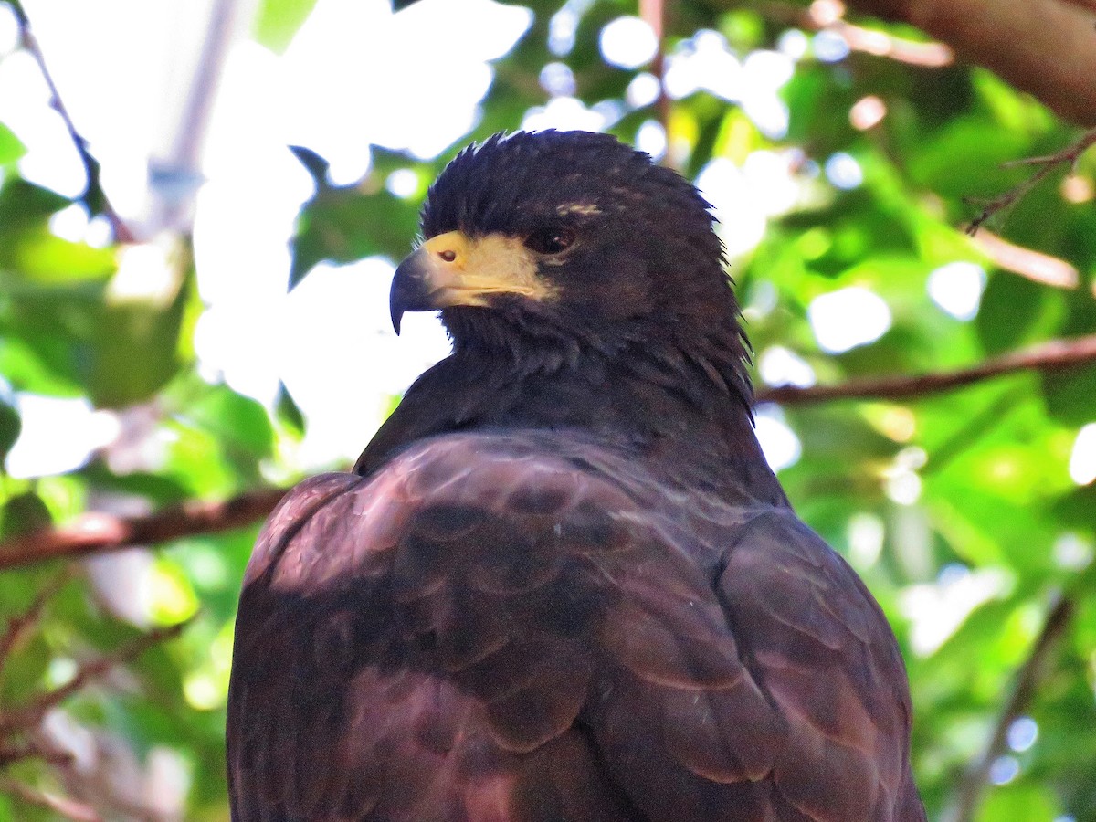 Common Black Hawk - ML613740093