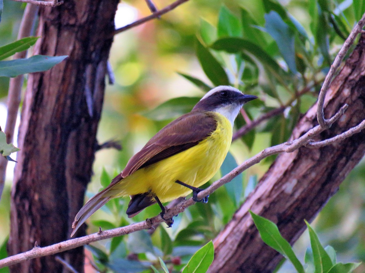 Social Flycatcher - ML613740105