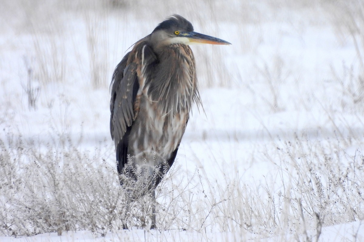 Great Blue Heron - Diana LaSarge and Aaron Skirvin