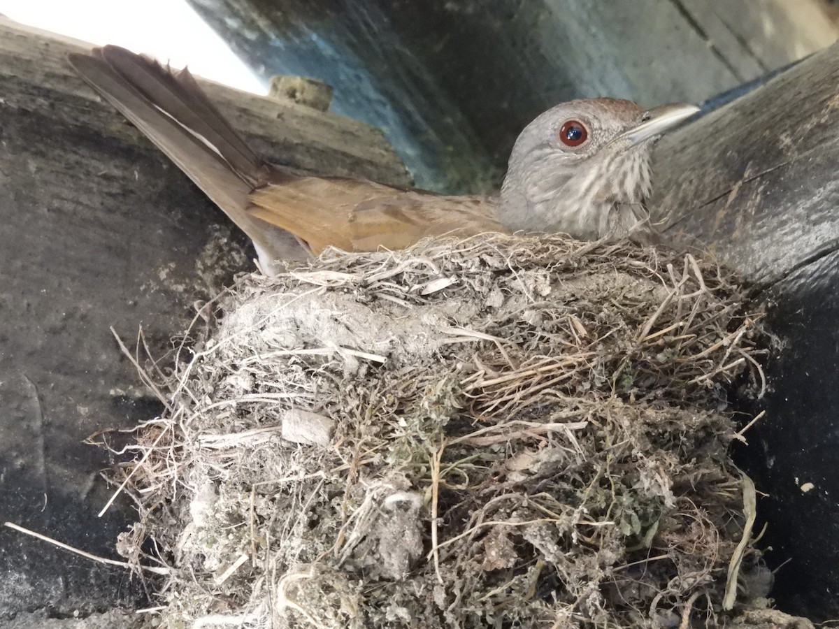 Pale-breasted Thrush - ML613740154