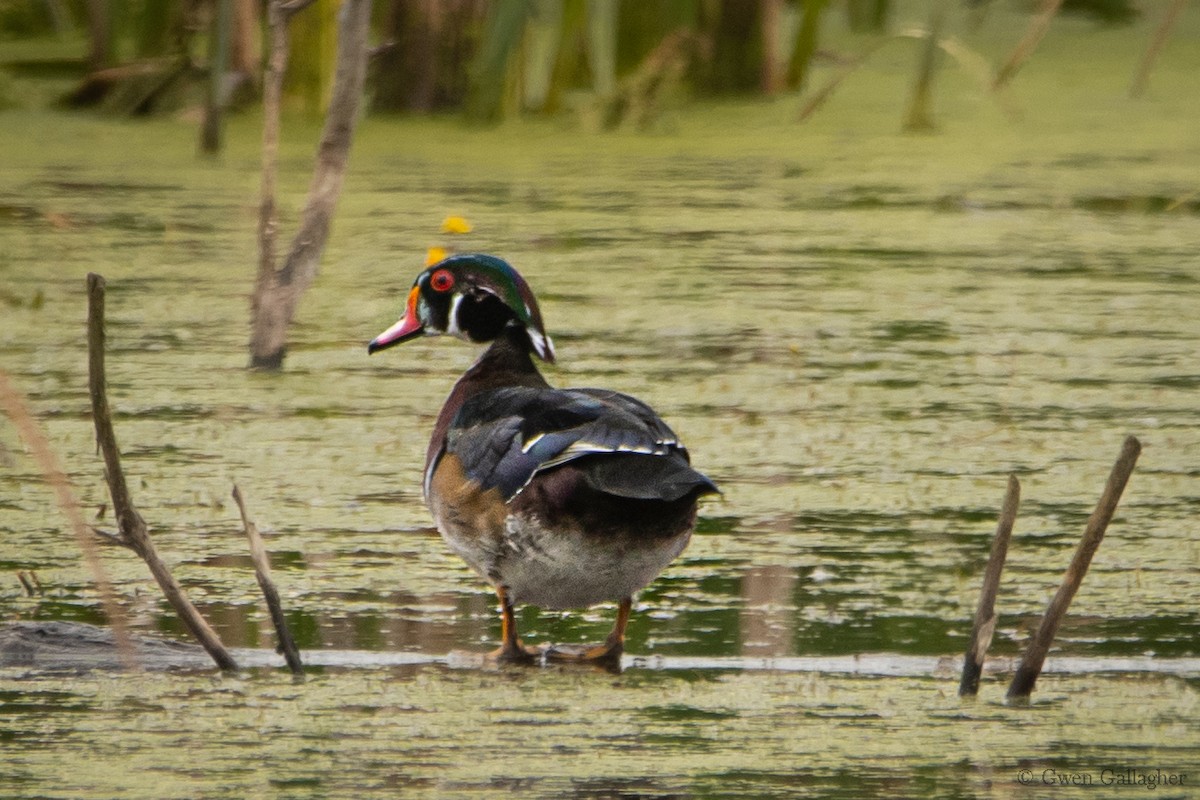 Wood Duck - ML613740176