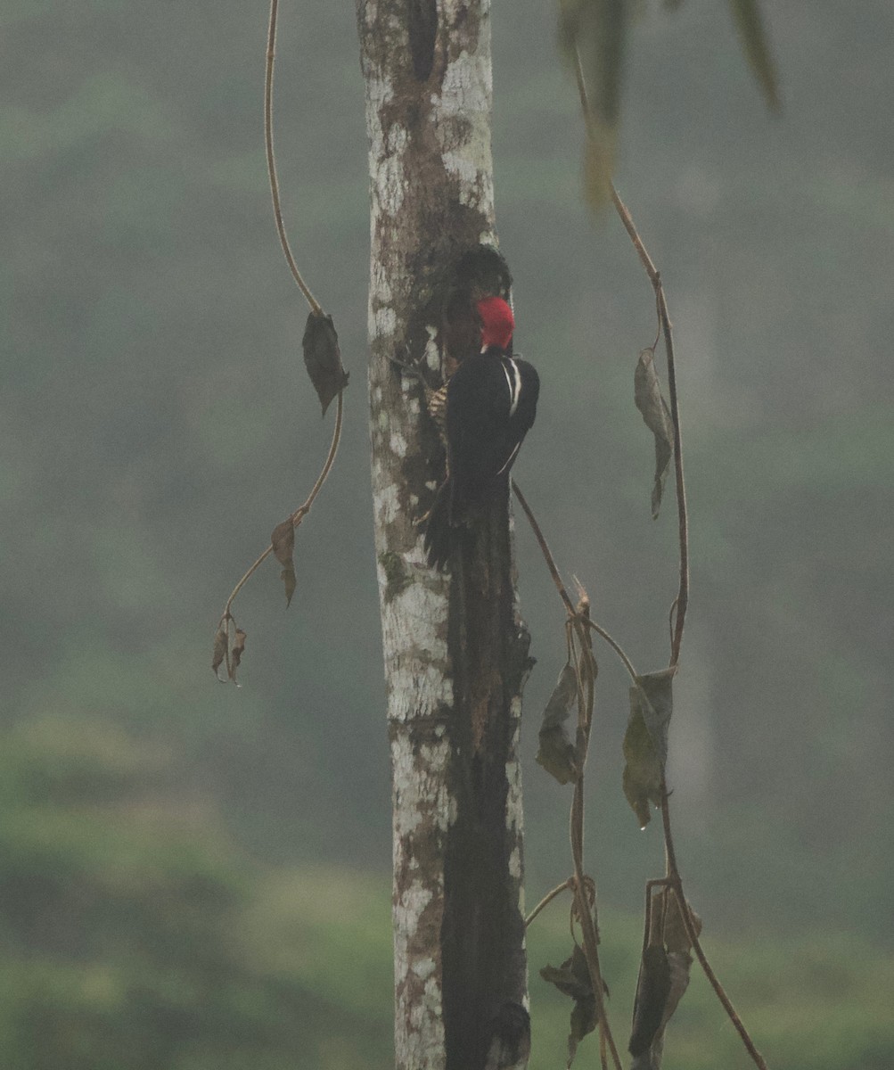Guayaquil Woodpecker - ML613740186