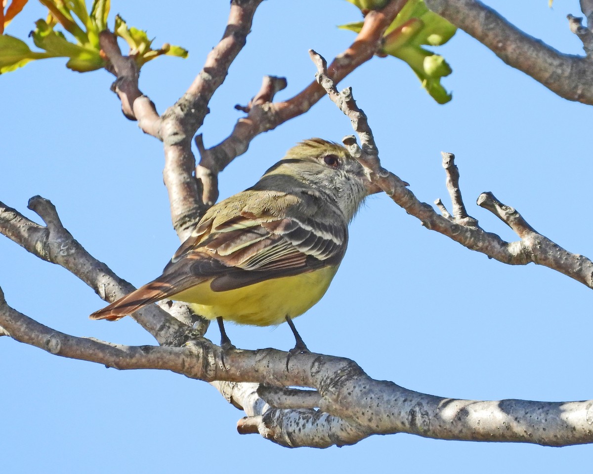 Great Crested Flycatcher - ML613740197